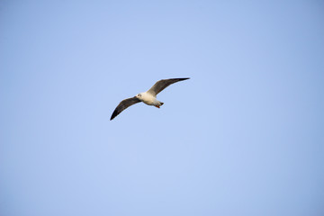 flying seagull at bangpu recreation center samut prakan thailand