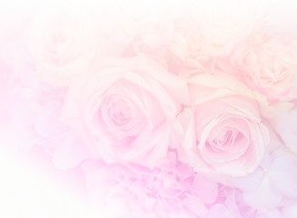 Fototapeta na wymiar Soft pink rose flowers background