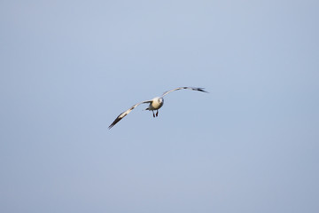 flying seagull at bangpu recreation center samut prakan thailand