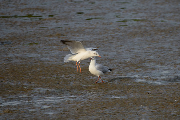 flying seagull at bangpu recreation center samut prakan thailand