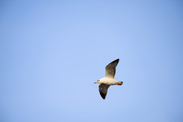 flying seagull at bangpu recreation center samut prakan thailand