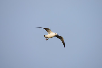 flying seagull at bangpu recreation center samut prakan thailand