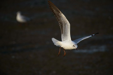 flying seagull at bangpu recreation center samut prakan thailand