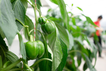 hydroponic fresh bell pepper in greenhouse