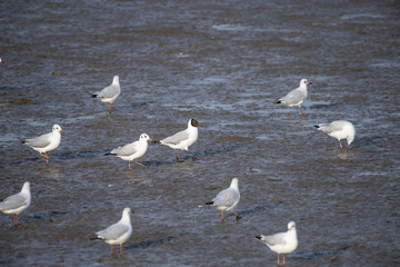 Seagull at bangpu recreation center samut prakan thailand