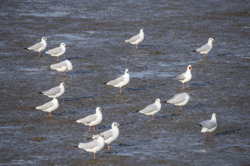 Seagull at bangpu recreation center samut prakan thailand