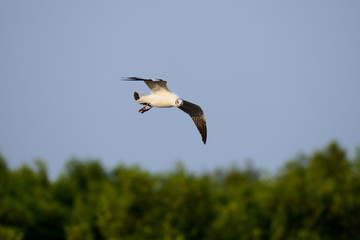 flying seagull at bangpu recreation center samut prakan thailand