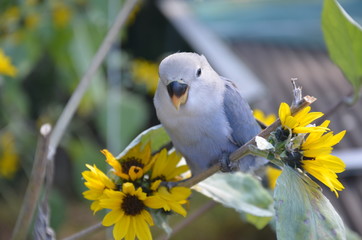 インコとひまわり