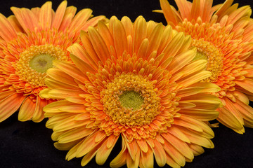Subtle orange gerbera flowers on black background