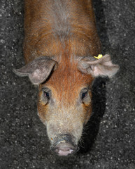 Pig portrait close up