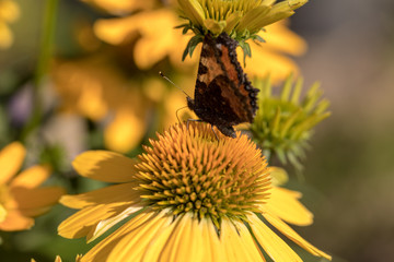 Painted Lady (Vanessa cardui), butterfly feeding on Black eyed Susan(Rudbeckia hirta), in garden