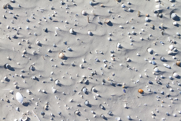 Many shells on a beach