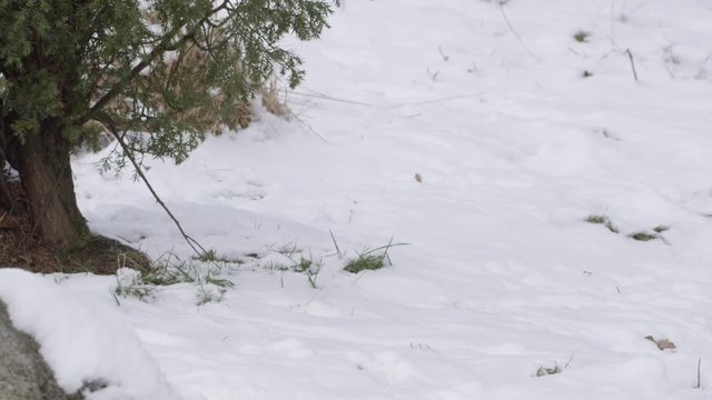 Stoat in the snow