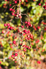 Herbstfarben mit Weißdorn 