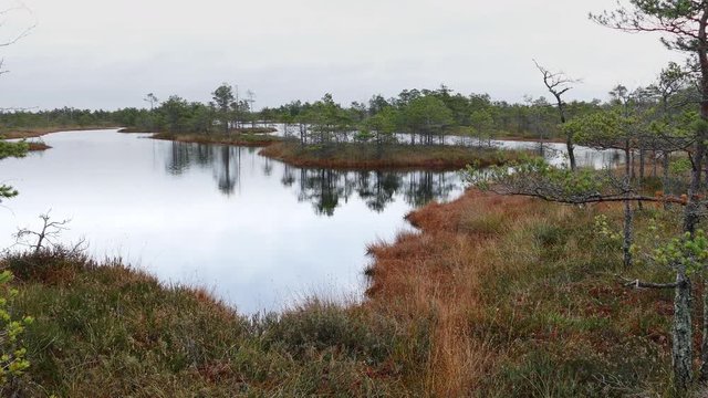 Beautiful small swamp pond with trees and sky reflection on water surface in kemeri national park Latvia.
