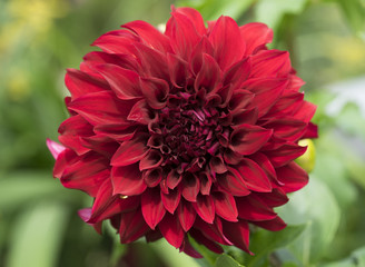 Nahaufnahme einer dunkelroten Dahlienblüte im Garten
