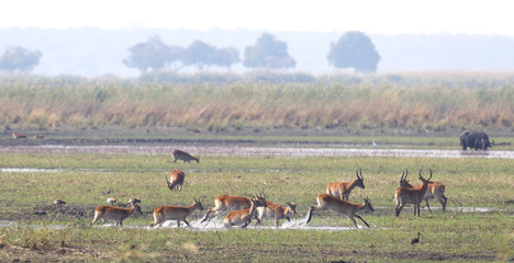 Red lechwe running and playing © michaklootwijk