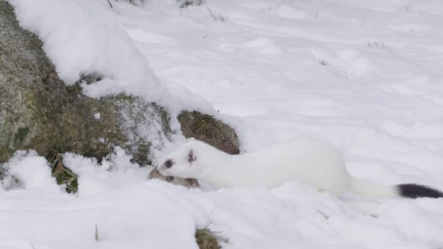 Stoat in the snow