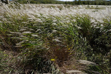 秋　ススキ　霧ケ峰高原　青空　トレッキング　ハイキング　湿原　八島ヶ原湿原
