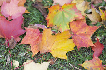Autumn Maple Leaves on the Ground