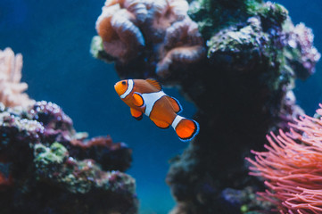 Fototapeta na wymiar Clown fish and Sea Anemone and in aquarium. Marine life.