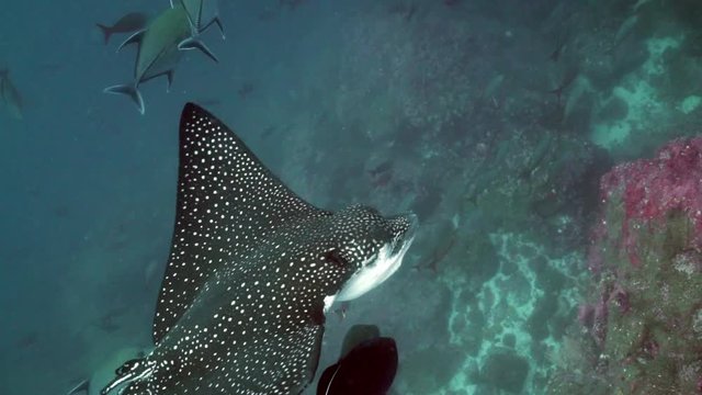 Close Encounter with Spotted Eagle Ray, Hammerhead Sharks, Travally Jacks, Swimming Over Rocky reef in Galapagos Islands, Ecuador