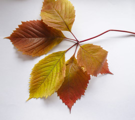 autumn leaves. colorful leaves of wild grapes in autumn. autumn time.