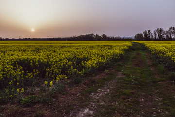 Sunset with sand suspended in the atmosphere, coluring the sky red, over some cultivated fields with yellow flowers