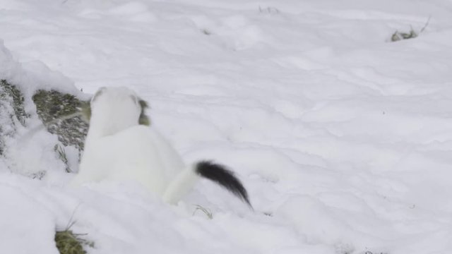 Stoat in the snow
