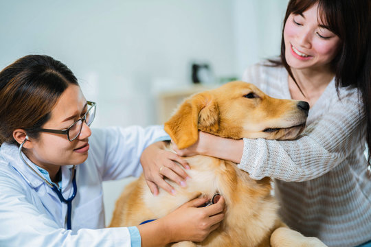 Woman veterinary use stethoscopes for examining the golden retriever dog with the cute dog's onwer