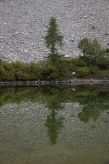 Symmetric relection of trees on a mountain lake