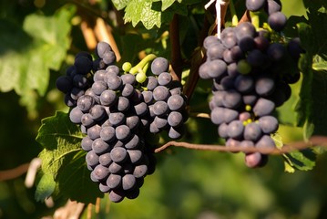 bunch of grapes on the vineyard