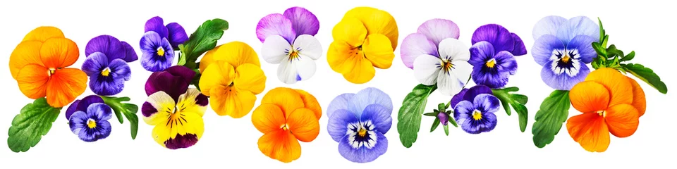 Crédence de cuisine en verre imprimé Pansies Ensemble de fleurs tricolores Pansy viola