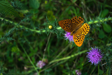 a butterfly sitting on a flower