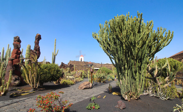 Jardin de Cactus - Lanzarote / Canarias ( Spain )