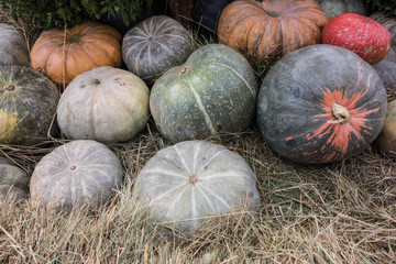 Decorative background of pumpkins