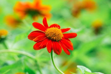 Red Mexican sunflower and green leaves, Close up in the garden