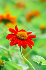 Red Mexican sunflower and green leaves, Close up in the garden