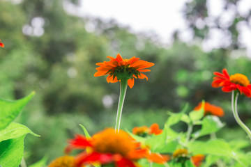 Red Mexican sunflower and green leaves, Close up in the garden