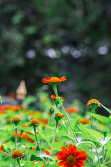 Red Mexican sunflower and green leaves, Close up in the garden