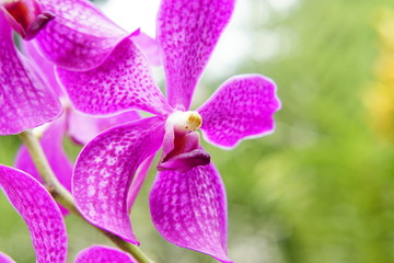 Orchid Flowers