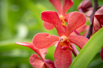 Orchid Flowers