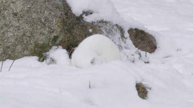 Stoat in the snow
