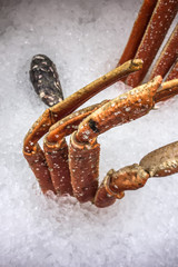 Seafood in ice background