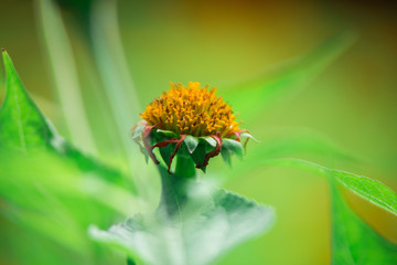 Red Mexican sunflower and green leaves, Close up in the garden