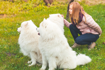 Girl walks with white Samoyed dogs