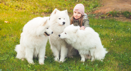 Girl walking with three white Samoyed dogs