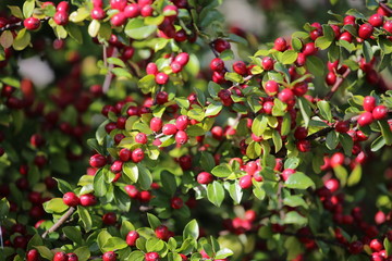 Cotoneaster mit reifen Beeren im Herbst