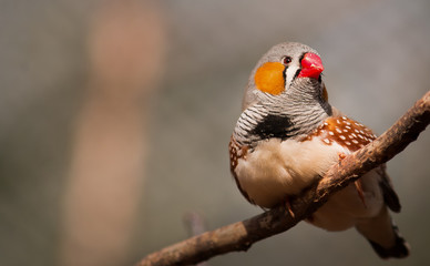 Vogel, wilde Tiere