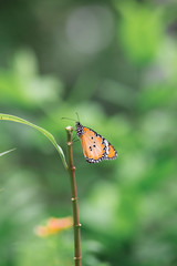 Butterfly is eating sweet water from flower in the garden.